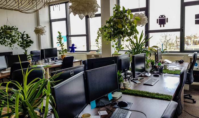 12 Best Office Plants for Improved Workspace Productivity Giftalove Blog -  Ideas, Inspiration, Latest trends to quick DIY and easy how–tos