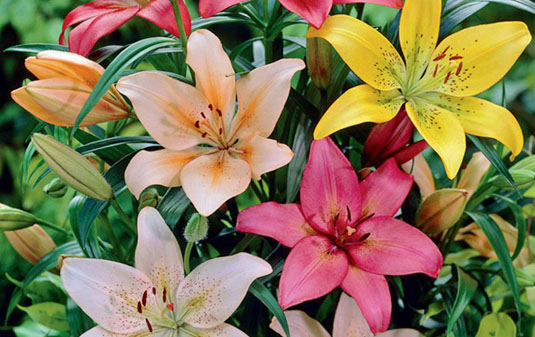 10+ Lily Color Meaning