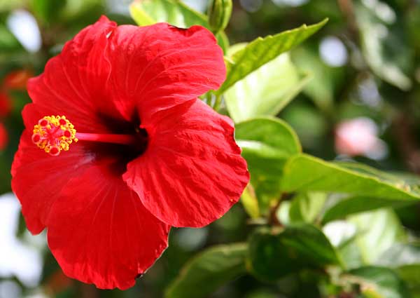 25 Most Popular Red Flowers Around The World Giftalove Blog