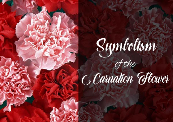 All You Need to Know About Carnation Meaning and Symbolism – April Flora